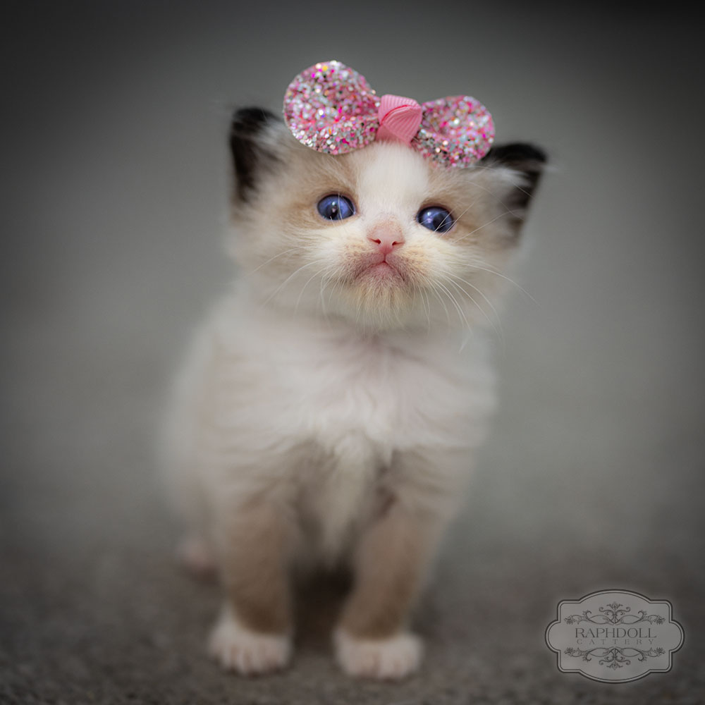 ragdoll-kitten-LPAB2-w