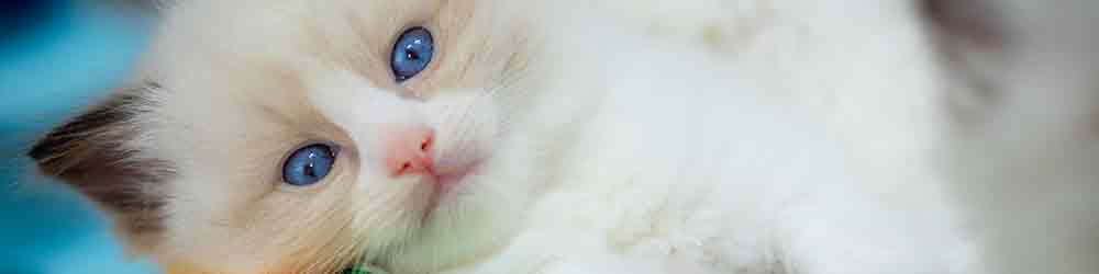 ragdoll-kittens-contact-cattery
